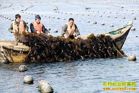 [ũ�����]�����庣����ֳ������Ƶ