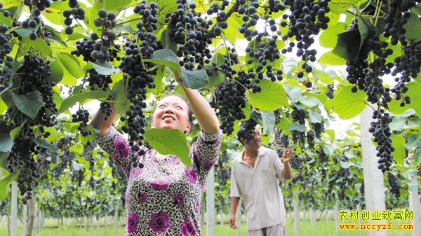 ����Ϣ���أ���ֲ�����ѳ�ũ���¸�����Ŀ