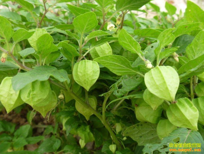 ��������ľ˹��ѧ��������׳���ֲ�������ũ�¸�