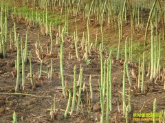 �����쳤��������ֲ«��Ч�����׬15��Ԫ