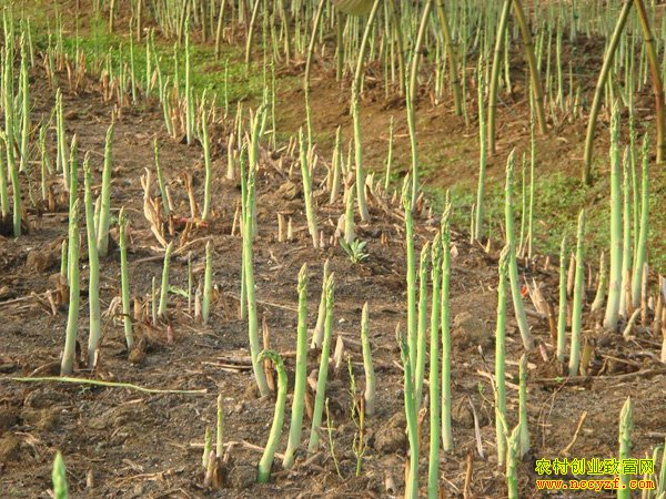 �����쳤��������ֲ«��Ч�����׬15��Ԫ