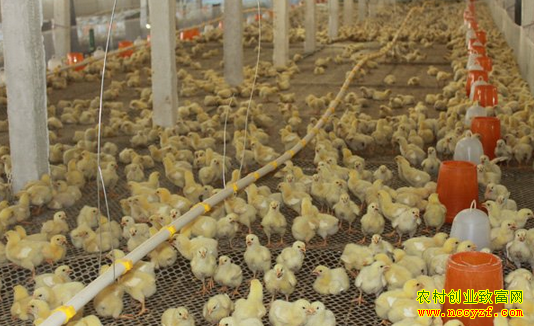 ������ι����������