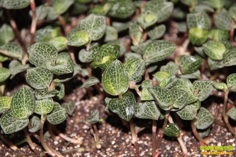 ����ᶼ����������ֲ��ũ���¸�����Ŀ