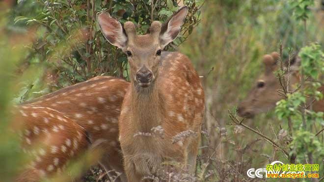 [�¸���]�������������ֳ÷��¹��ҵ�¸�