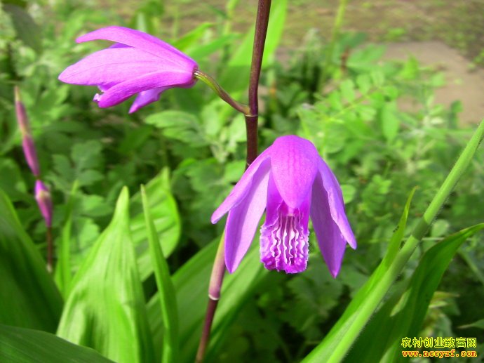 ���ϻ��İ�ܸ��׬Ǯ