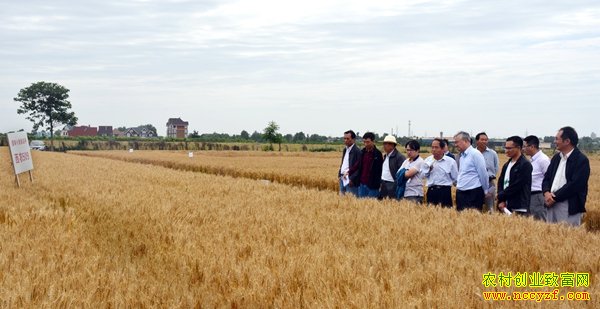 С����Ʒ�֡���ũ658��