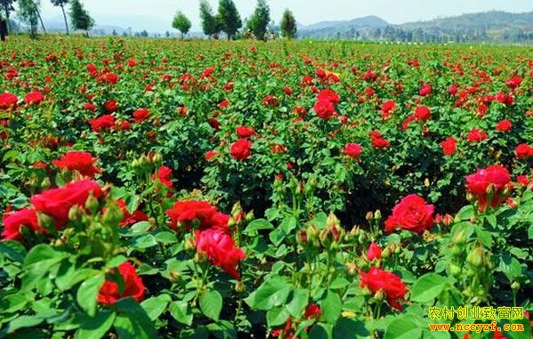 ɽ��������������õ��ÿĶ������2000Ԫ����