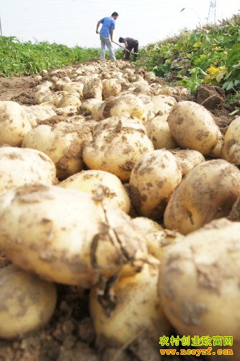 ɽ����������Ұ��ֲ�����������������Ķ������6500Ԫ