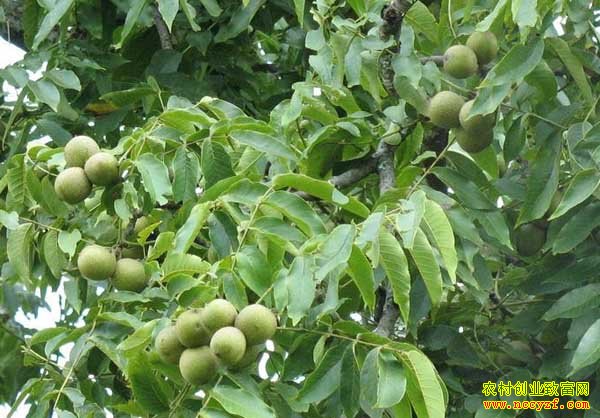 ������ֲ��������������ֲ����Ҫ��