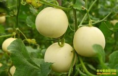 [ũ�����]���Ʒ�ּ����������ֲ������Ƶ