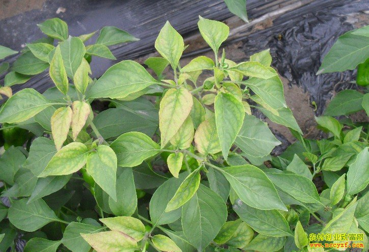 �������߲˻�Ҷ��ԭ�򼰷��η���