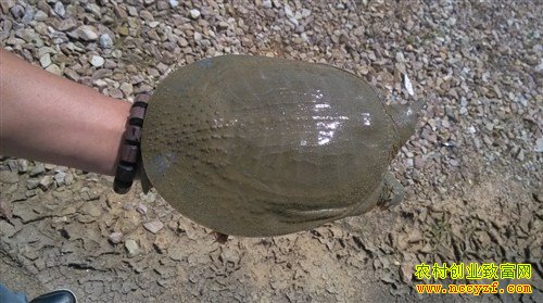 ɳ�ؼ�����ֳ:����ɳ������Խ�����