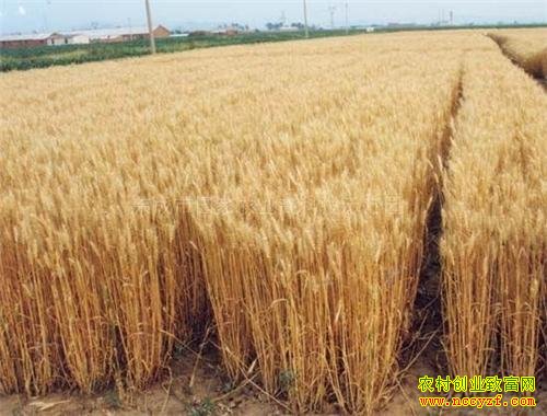 ��������ʳ��׬Ǯ���������������ո��и���