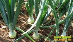 �����в��� �úó��ݼ��ܹؼ�