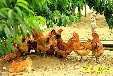 ��������������Ʒ�