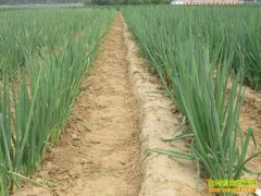 �ִ��׬Ǯ�𣺶�����в���äĿ��ֲ