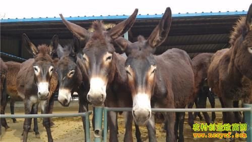 ����������¿������