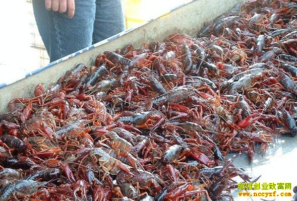 ����Ǳ��С��Ϻ�۸���Ϯ��ũ���¸�����Ŀ