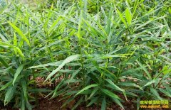 �¸��ð������ӱ�������ֶ���Ͼ���������׬Ǯ���¸�