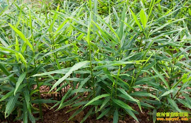 ��ֶ���Ͼ���������