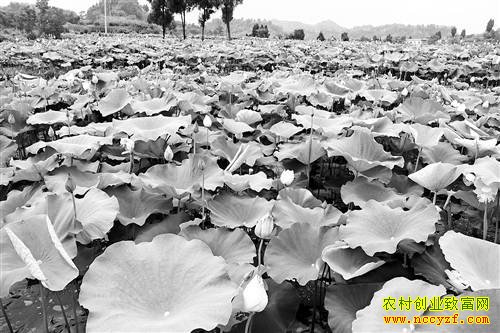 ����ϴ���������ֲ��ź��ũ���¸�����Ŀ