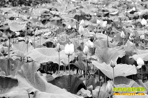 ����ϴ���������ֲ��ź��ũ���¸�����Ŀ