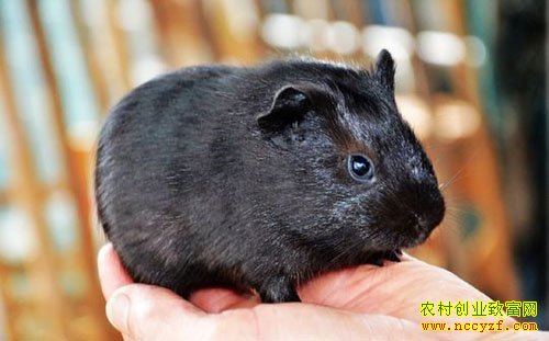 ��ֳ����׬Ǯ �л�������ֳǰ������