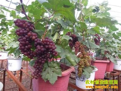 �Ĵ������Ű����辰���Ѵ�����һ��������ʮ��