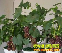 �Ĵ������Ű����辰���Ѵ�����һ��������ʮ��