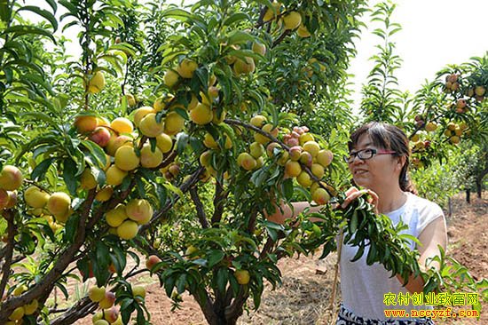 �Ĵ�üɽ��˫����ֲ�������ۼ�40Ԫ/����Ķ����12��