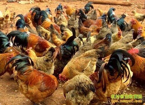 �½��ų������������������ᡤ���׶��������¸���