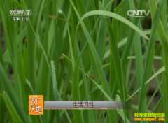 [ũ�����]�²˵������桪�лƹ�ë���׷��μ���