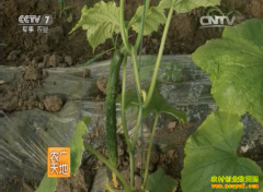 [ũ�����]�����߲˹ϼ������μ�����Ƶ