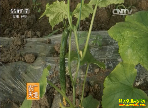 [ũ�����]�����߲˹ϼ������μ�����Ƶ