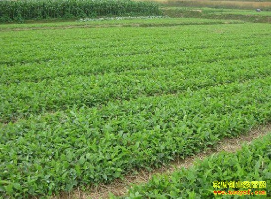 ��ֲ��ҩ��׬Ǯ��:��ҩ�Ĳ��ܹ�ʣ��չ��ֲ�����