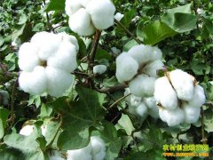 种棉花赚钱吗:棉花种植面积下降需求升温棉花价格上涨