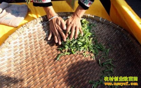 ��Ҷ������Щţ��