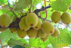 ��⨺���׬Ǯ:�ӱ�ƽɽ��������ֲ⨺���ǰ����