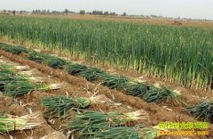 ��м۸�����:��ֲ������� ��м۸��»�