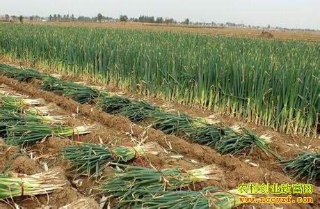 大葱价格走势:种植面积增加 大葱价格下滑