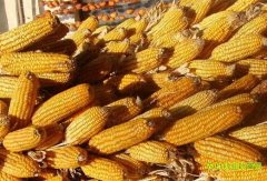 ���׼۸�����:�����ͷ���� �������׼۸�ع�