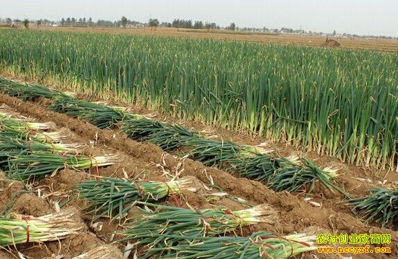 2016大葱价格走势预测:大葱价格或大幅下滑