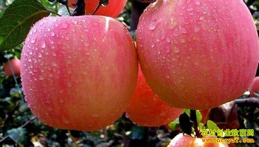 ����ƻ���г�����������2016ƻ���۸�����Ԥ��