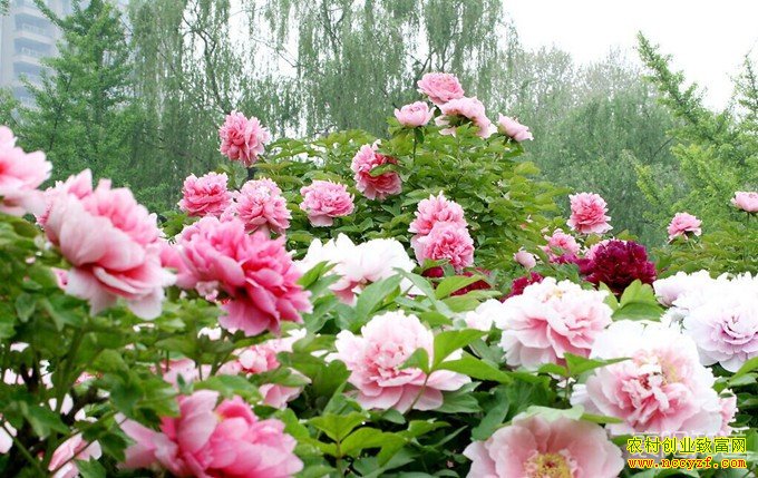 ��ֲ��ĵ��׬Ǯ������ĵ�������Ĺڹ�Ч���