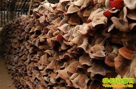 ����ëľ����ֲЧ�������ͨëľ���۸��3��