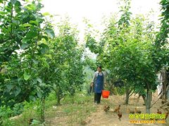 �¸��ð���:����֦���ҹ�����԰������Ч���