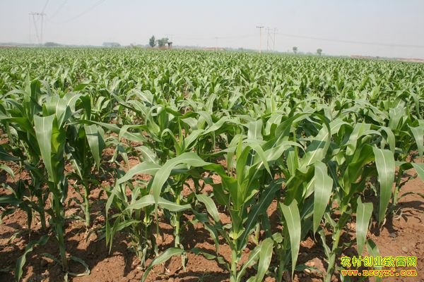 �ӱ�������׬Ǯ��:2016��ӱ�ʡ������ֲ�ɱ���Ч��Ԥ��