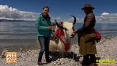 [ÿ��ũ��]ѩ���ԭ�ϵ���ţ������