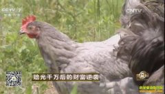 �Ĵ���Ԫ��־����ֳ��Ԫ�Ҽ���ҵ�¸�