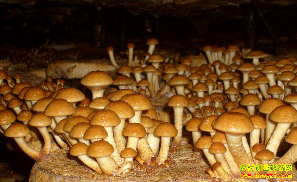 �ӱ��е�֣���д����������ֲ���ӹ�������200��Ԫ